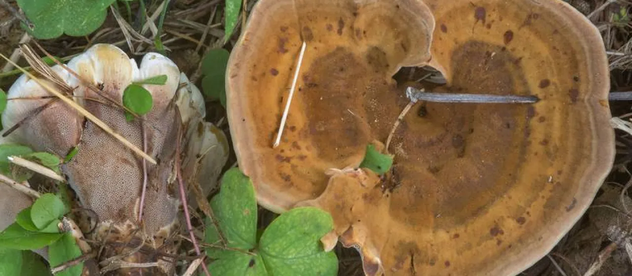 Woolly velvet polypore