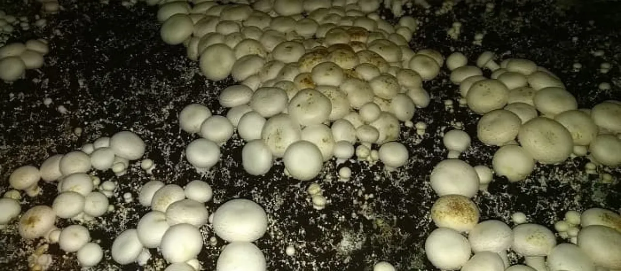 Bacterial blotch of mushrooms