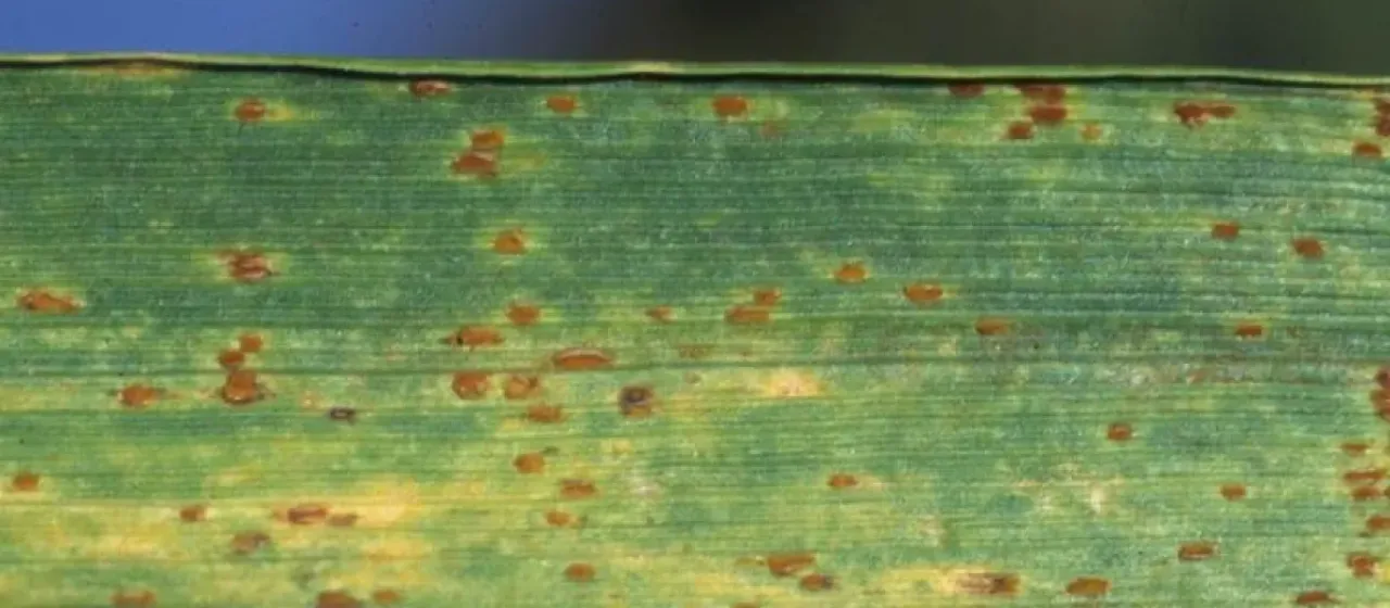 Puccinia canaliculata