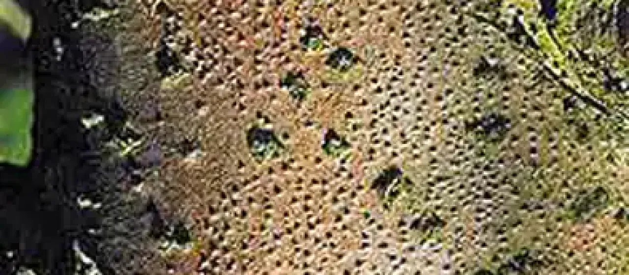 Cytospora canker