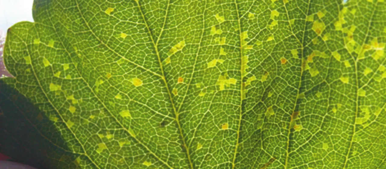 Xanthomonas fragariae