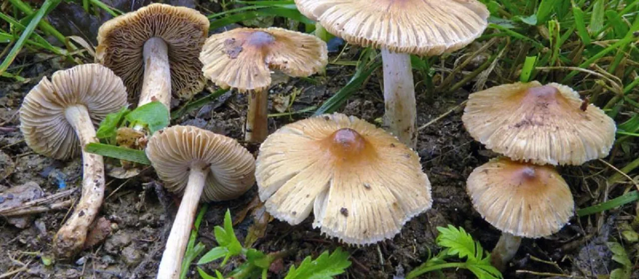 Inocybe rimosa