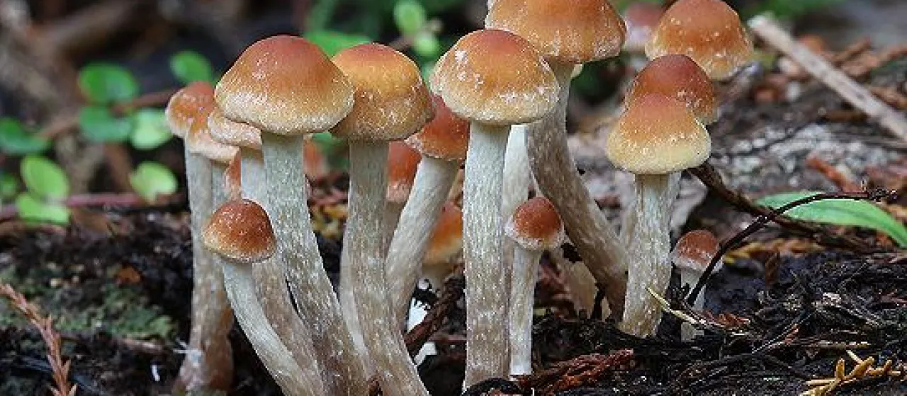 Sharp-pointed Hypholoma