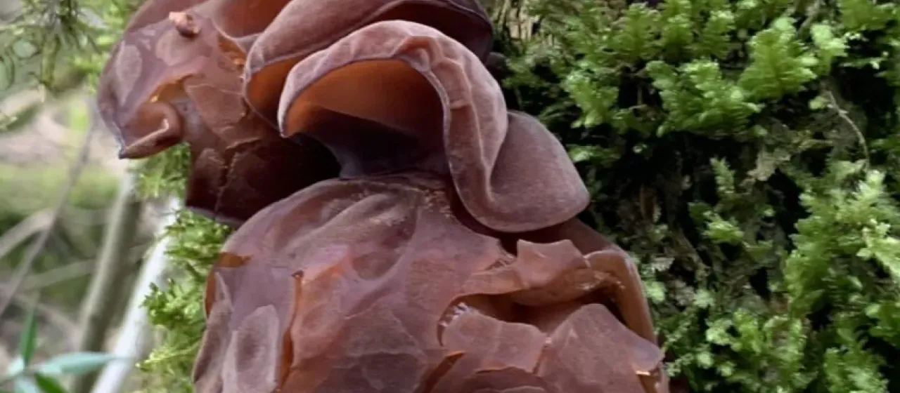 Auriculariaceae