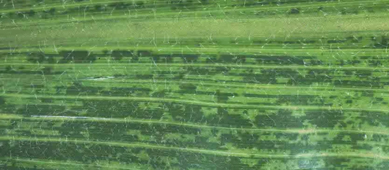 Maize dwarf virus