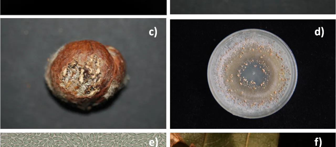 Rhacodiella
