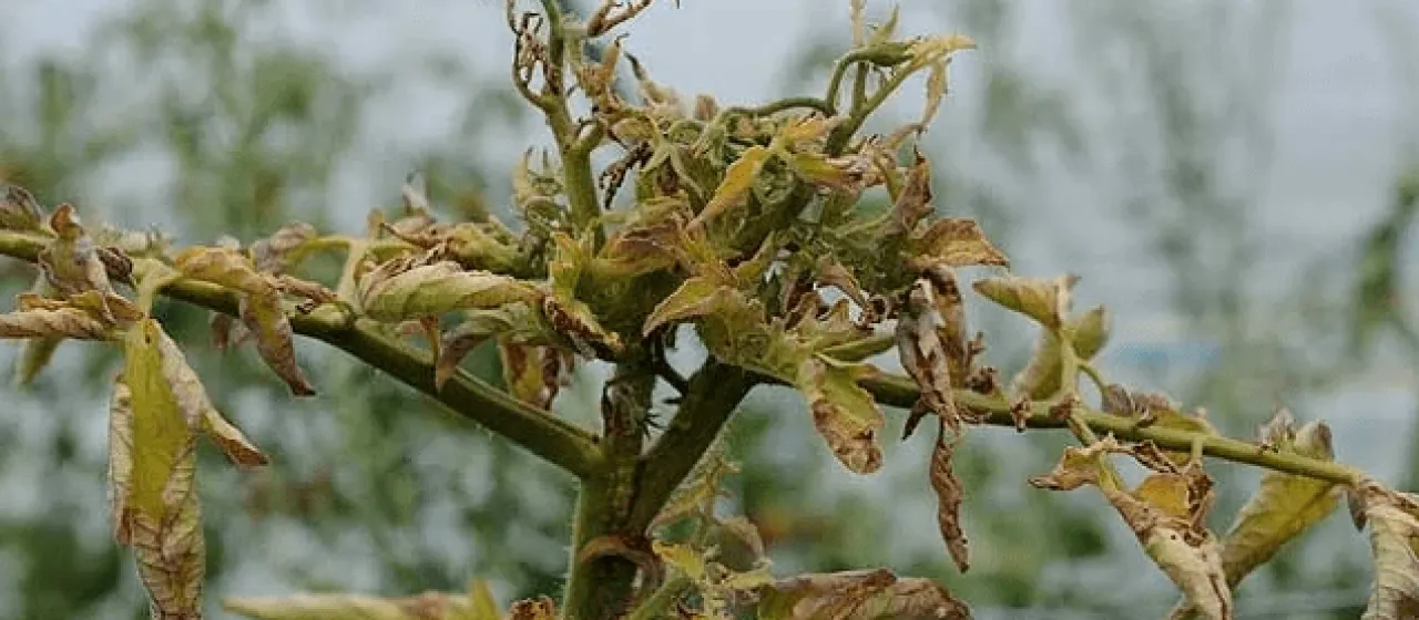 Phytoplasmosis