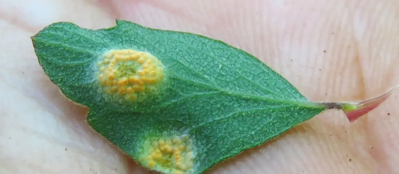 Fescue rust