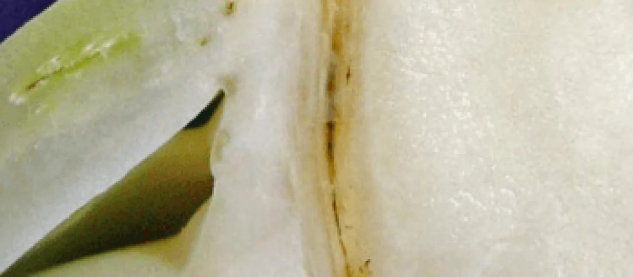 Verticillium wilt of brassicas