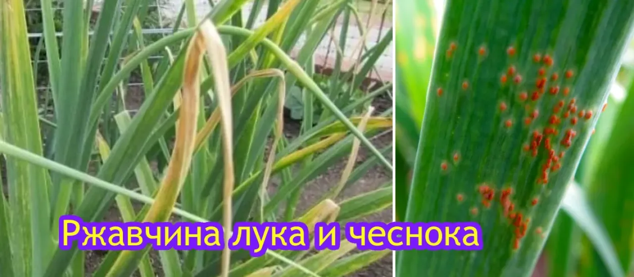 Іржа цибулі