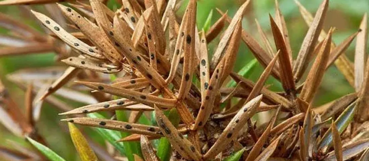 Pine needle cast