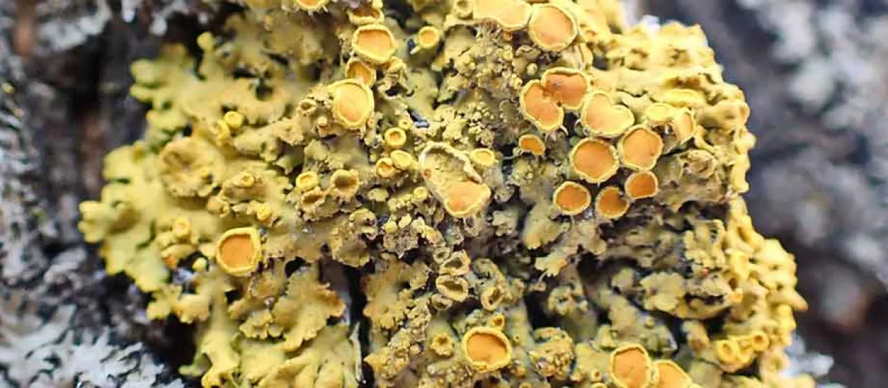 Common orange lichen