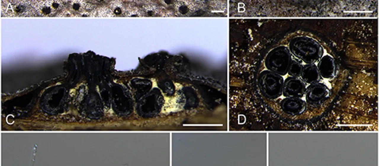 Peroneutypa scoparia