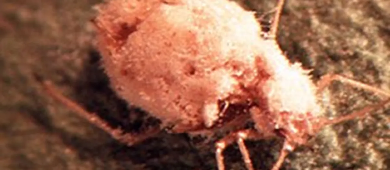Pandora neoaphidis