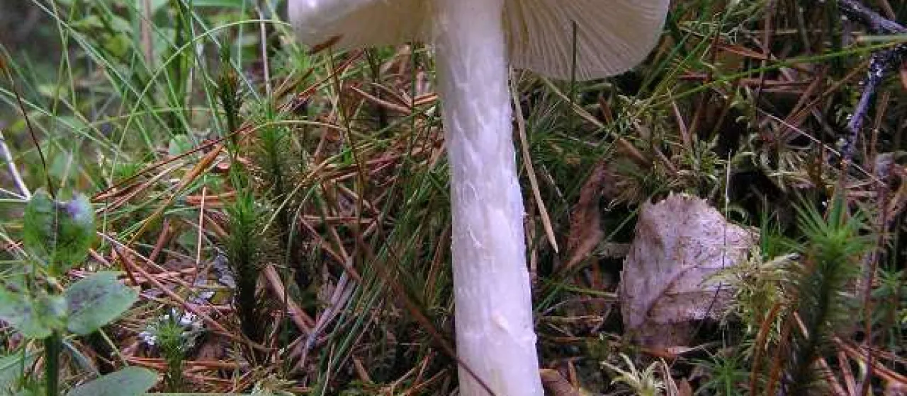Destroying angel