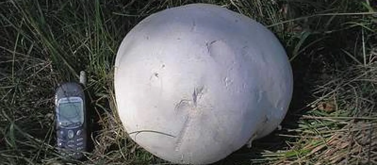 Giant puffball