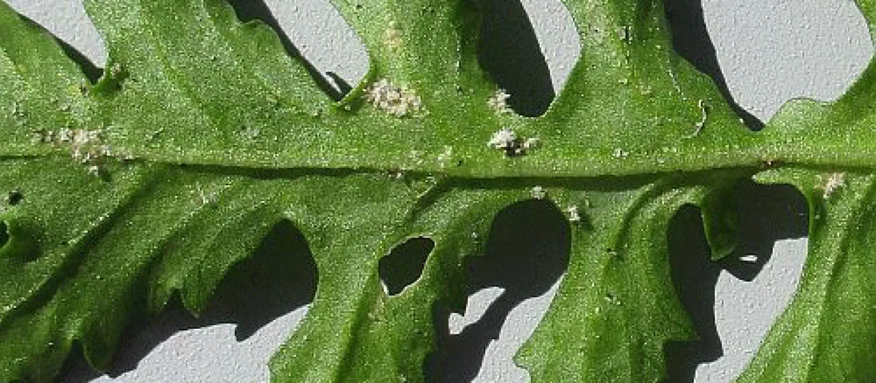 Downy mildew of yellow-cress