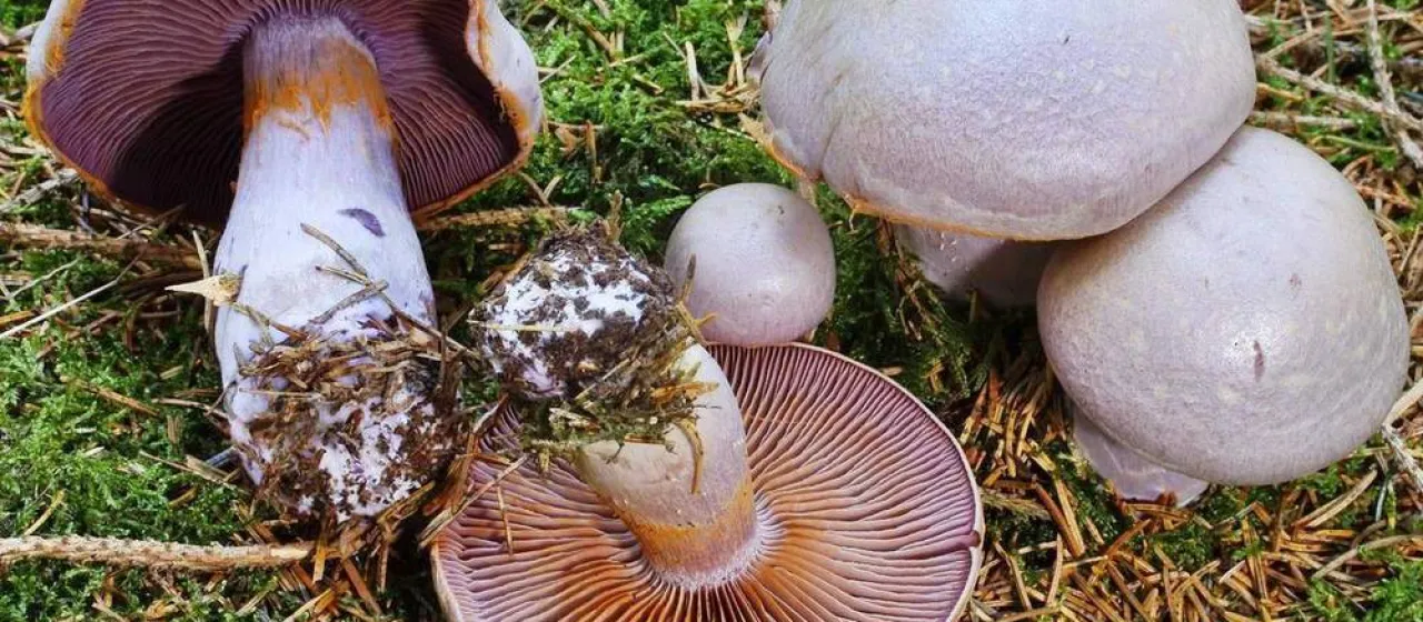 Camphor webcap