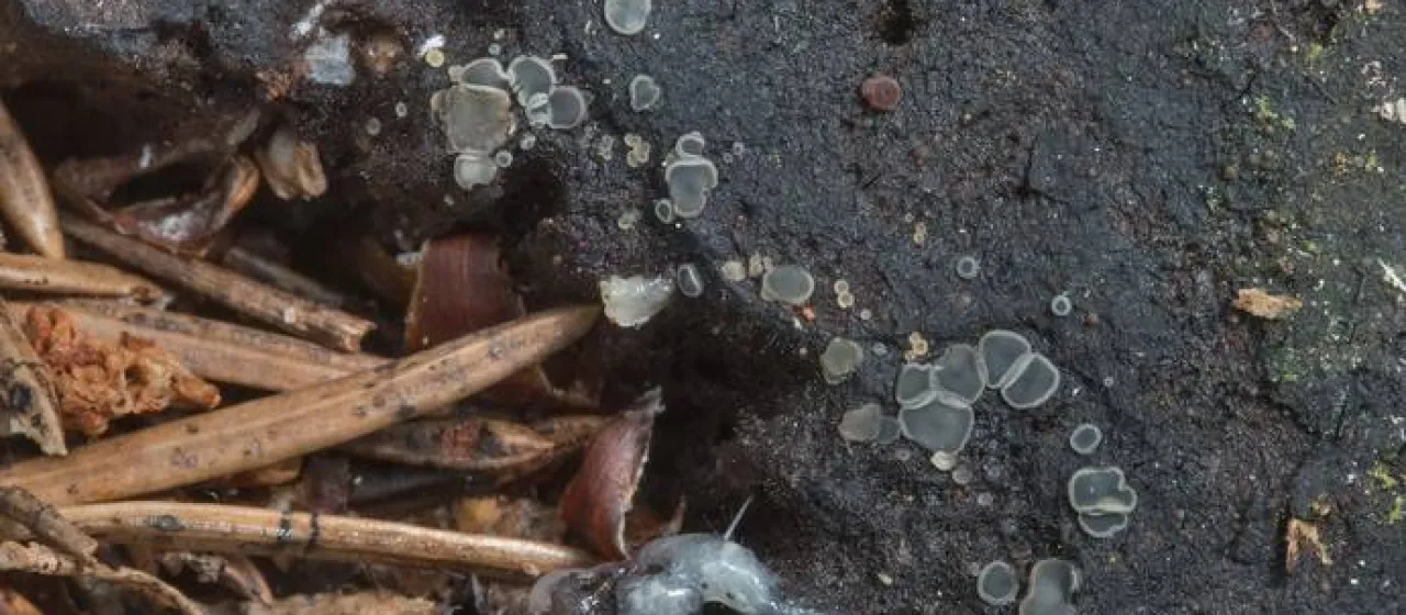 Ash-grey mollisia