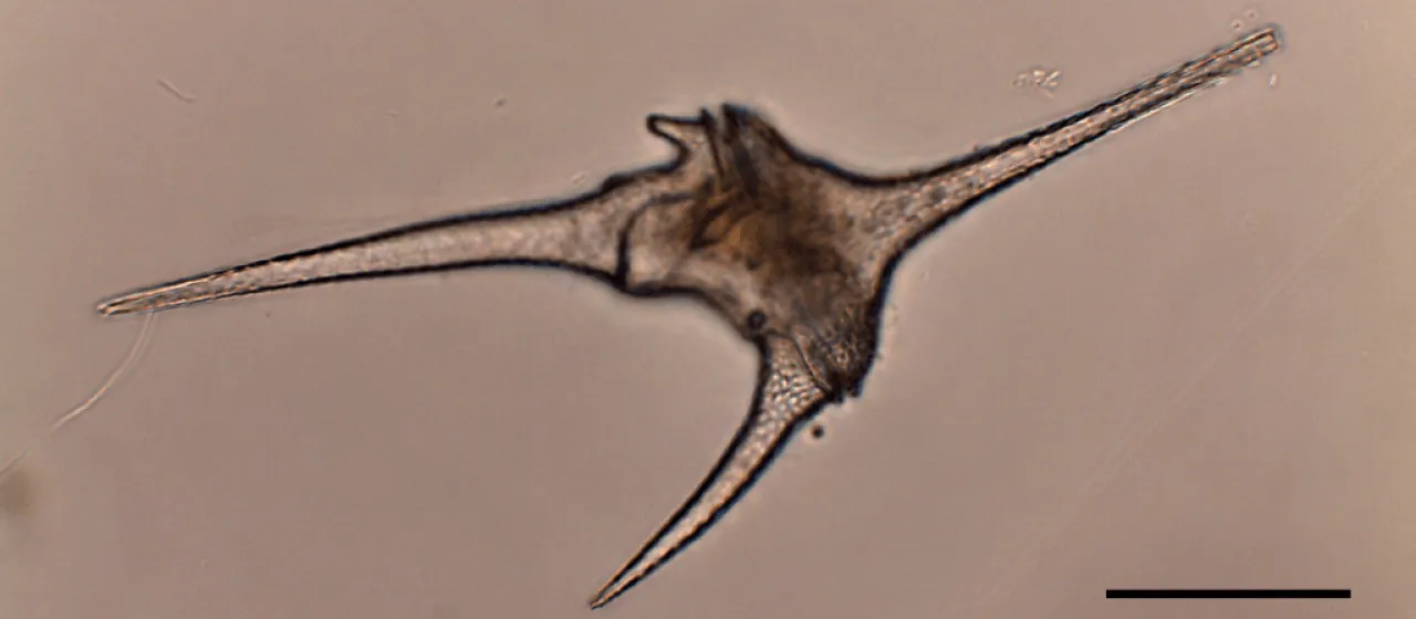 Ceratium hirundinella