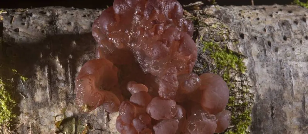 Ascotremella faginea
