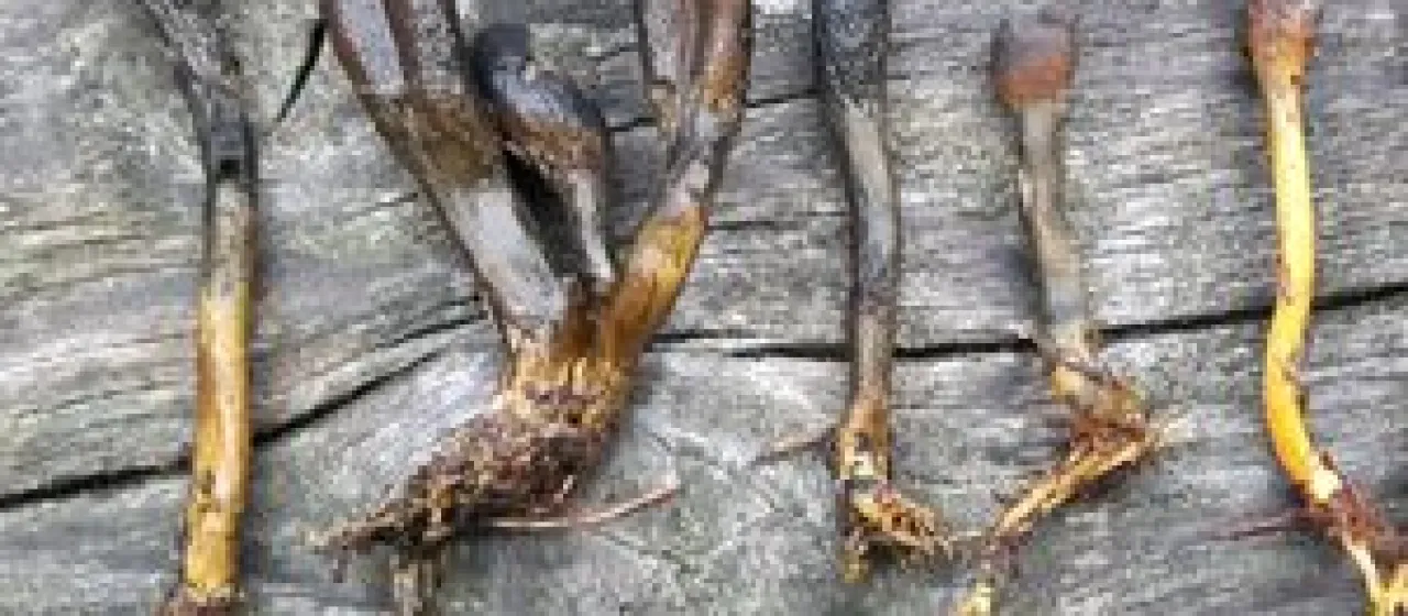 Ophiocordycipitaceae fungi