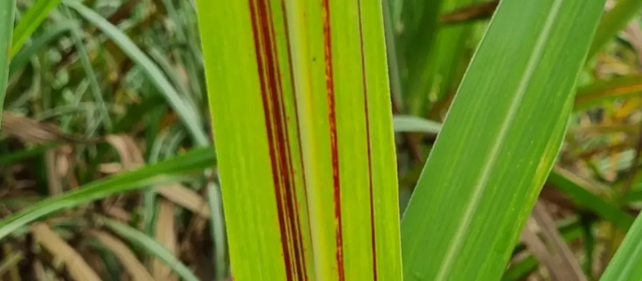 Bacterial brown stripe