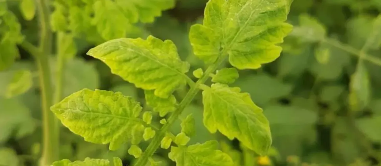 Solanaceous begomovirus