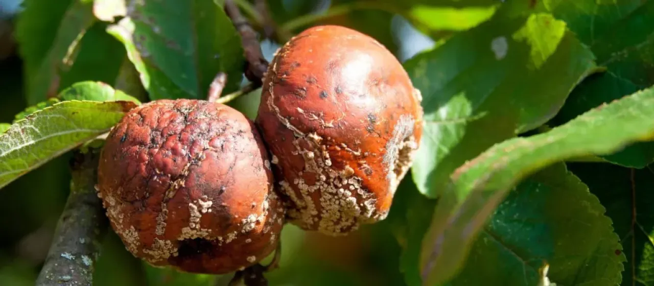 Brown rot of Japanese apricot