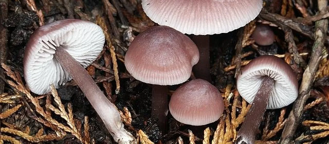 Mycena pura