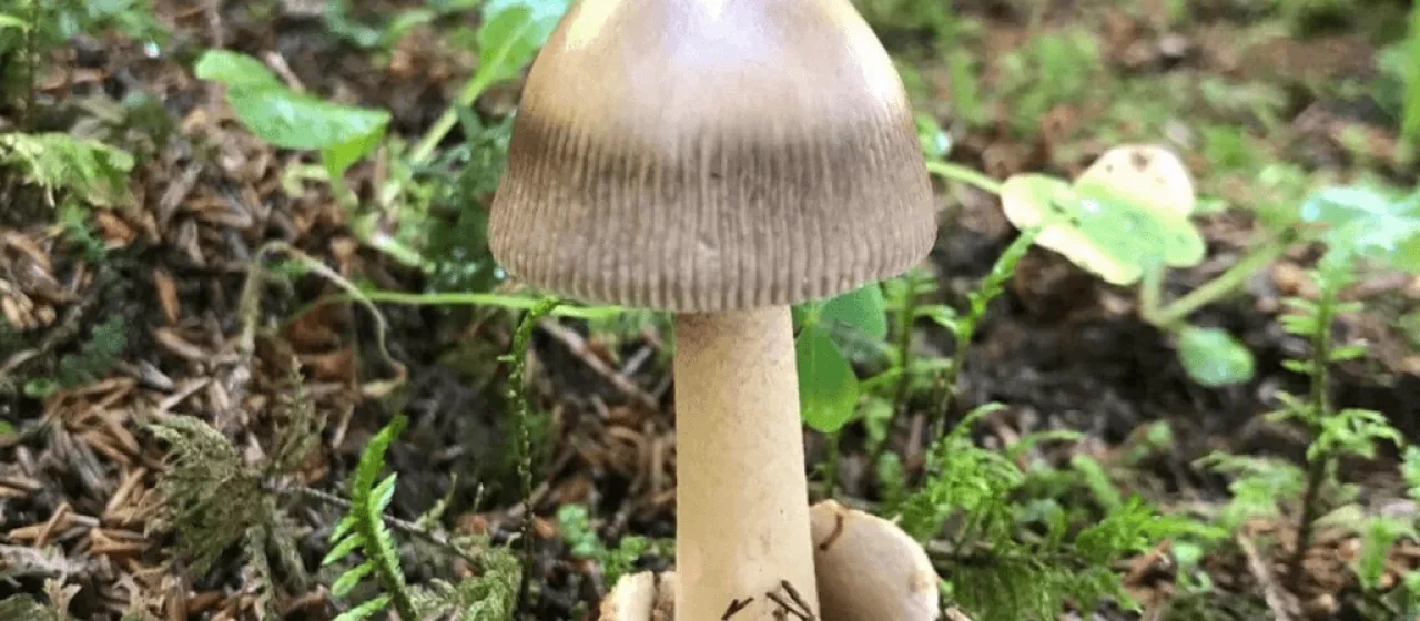 Amanita battarrae