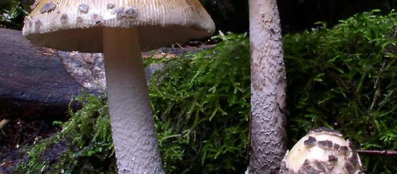 Amanita strangulata