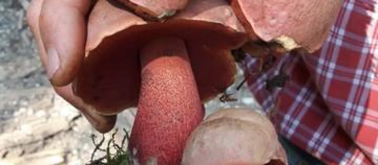 Rubrosanguineus bolete
