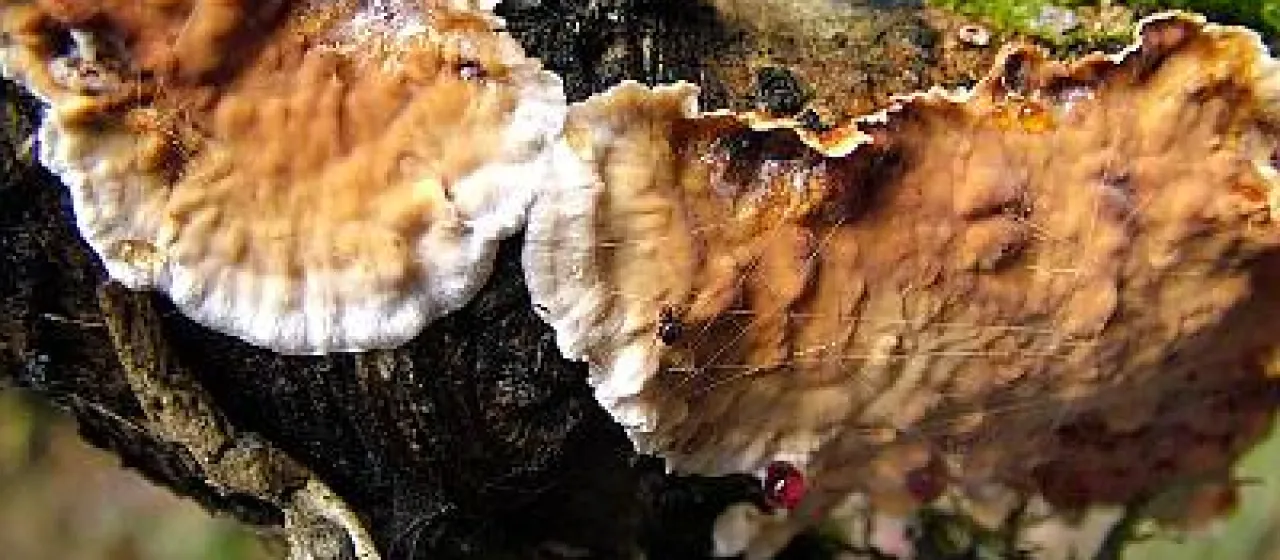 Bleeding Oak Crust