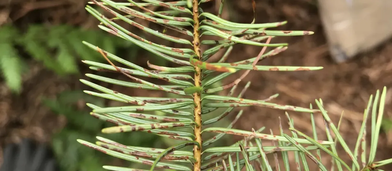 Rhabdocline needle cast
