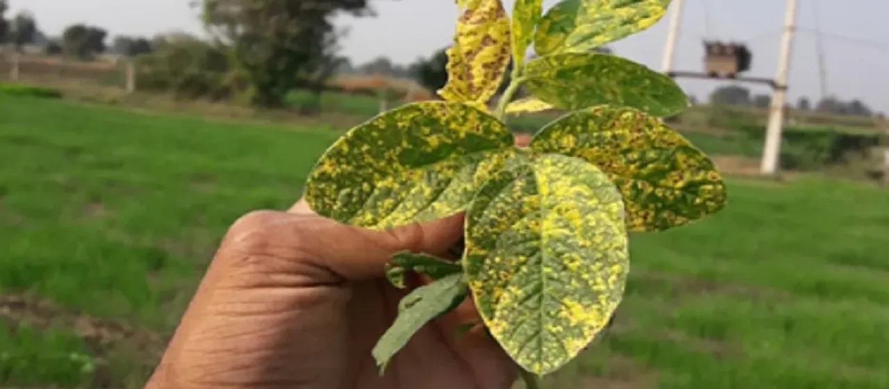 Soybean mosaic virus