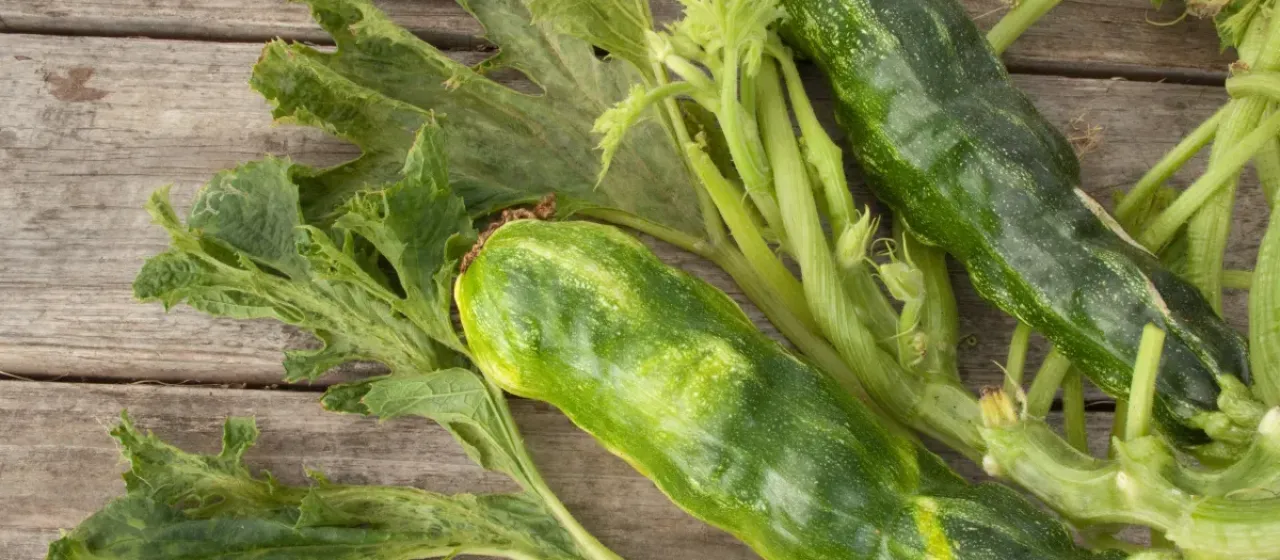 Cucurbit necrotic yellows potyvirus