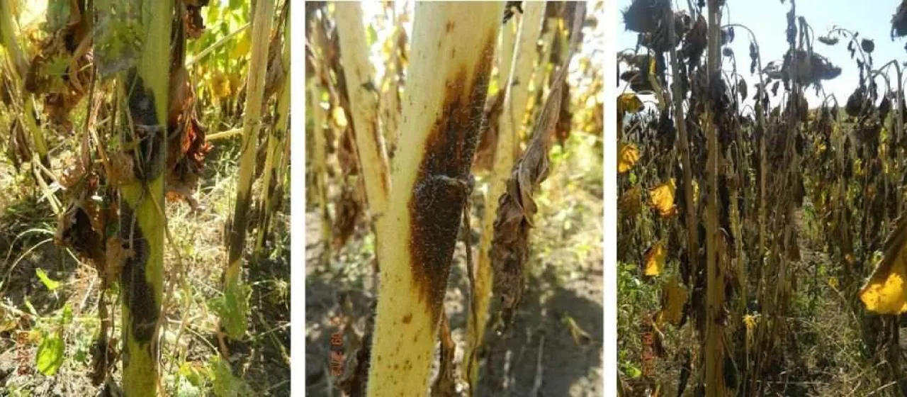 Phomopsis stem canker