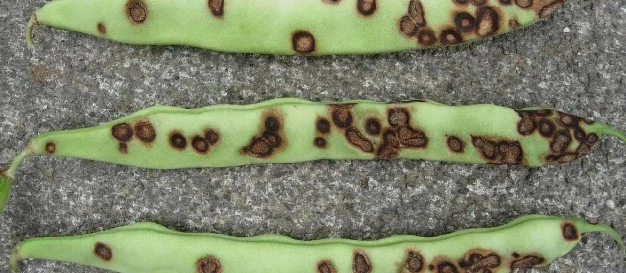 Pea anthracnose