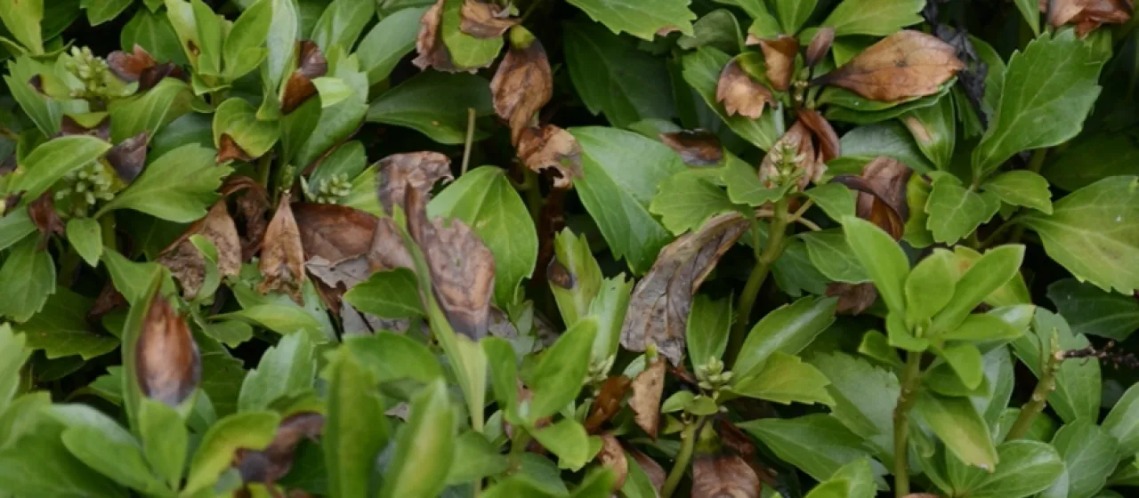 Phyllosticta leaf spot of pachysandra