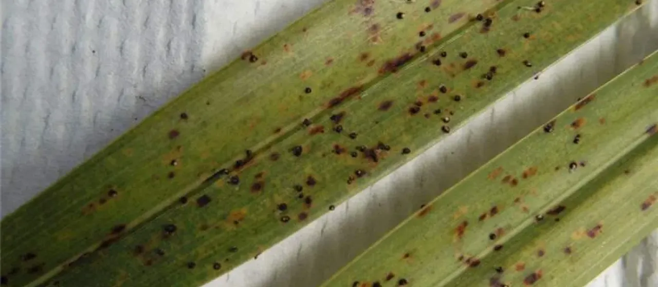 Oil palm melanconiosis