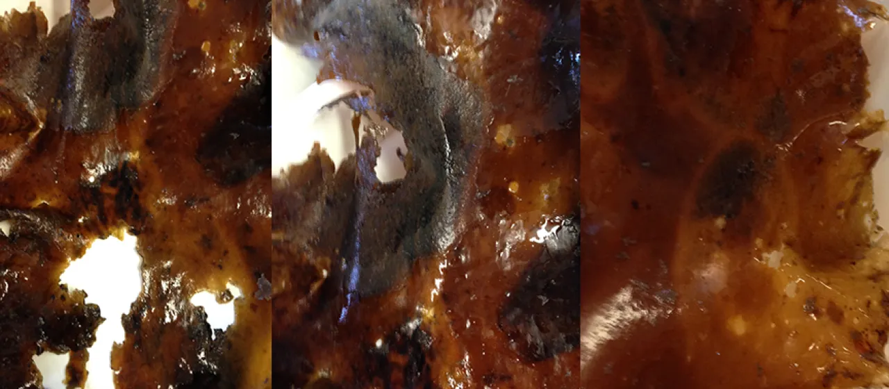 Sugar kelp