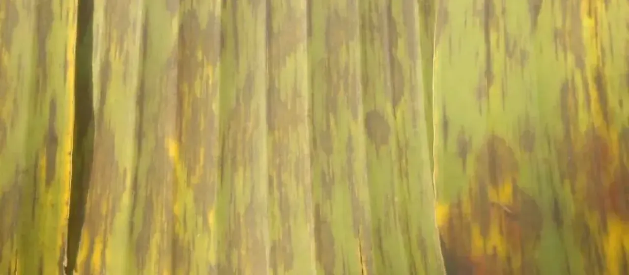 Zasmidium leaf spot of banana