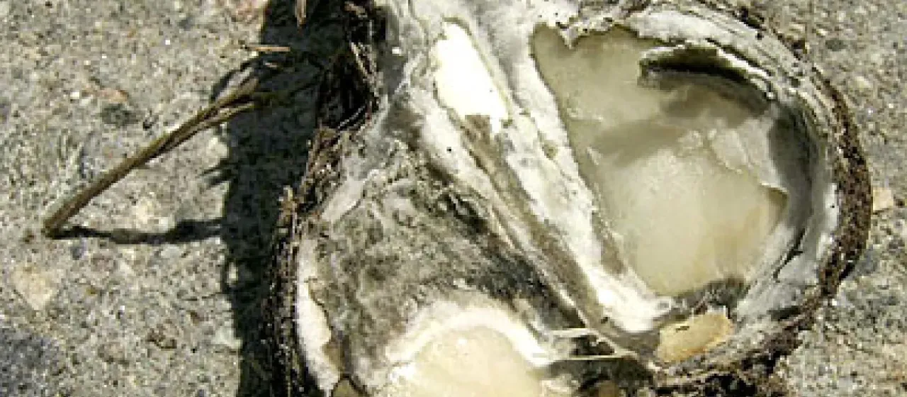 Sclerotial rot of bulbs