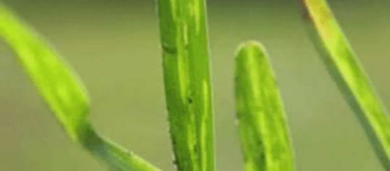 Sustrivirus