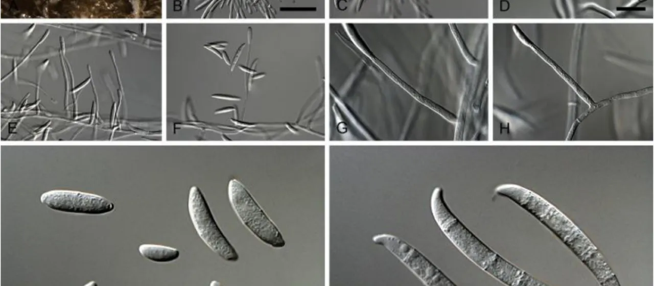 Neocosmospora wilt