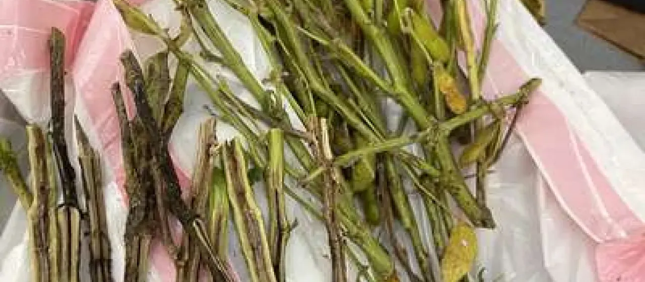 Neocosmospora akasia