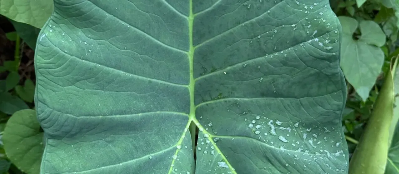 Xanthosoma roseum