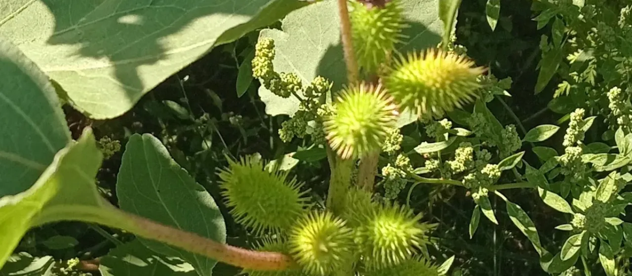 Siberian cocklebur