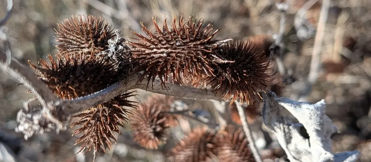 Rough cocklebur